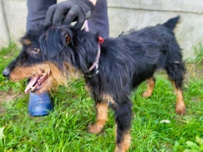 TERI - delikatny psiak w typie terriera za kratami, ADOPTUJ