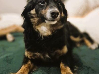 BONITA - nieduża, spokojna sunia szuka najlepszego domu