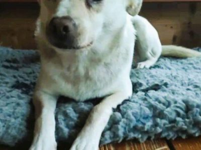 ŻABCIA - cudowna sunia szuka najlepszego domu