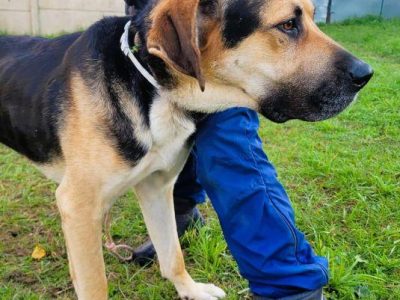 MARKO - duży, łagodny, cudny psiak szuka domu