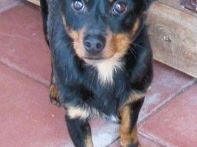 ZORRO - niewielki psiak w typie pinczera szuka domu