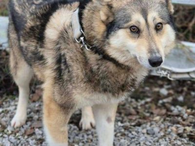 TAJGA - piękna, łagodna sunia szuka domu