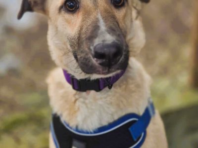 NORA - psie dziecko szuka najlepszego domu