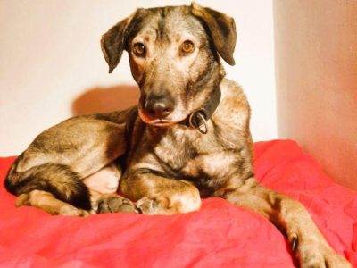 KORNEL - kochany, wrażliwy psiak szuka domu na zawsze