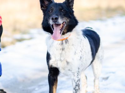 Łatek - pies do rany przyłóż szuka domu!