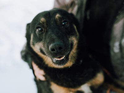 Red - kochany, niekonfliktowy psiak do pokochania!