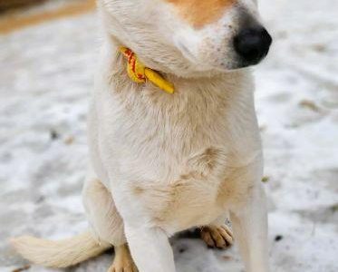 ZUZU - młodziutki, łagodny psiak szuka domu