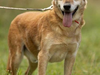 WICEK - kochany seniorek szuka dobrego domu