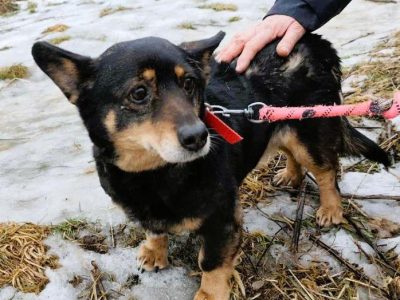 LUSIA - niewielka sunia szuka domu PILNE!