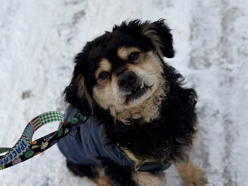 Banan - cudowny psiak uratowany z łańcucha