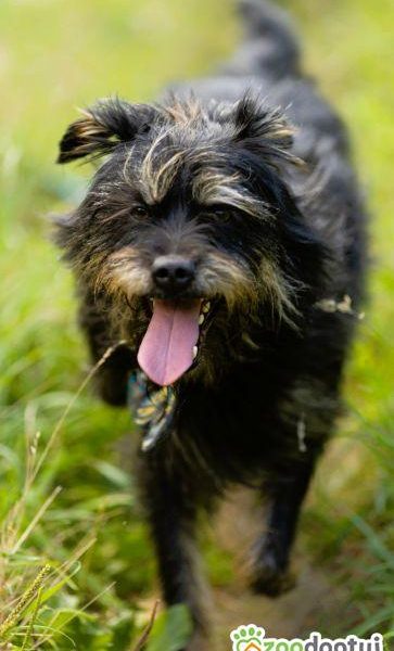 FIFI - cudny psiak w typie terriera szuka domu