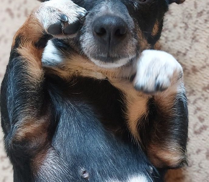 Nakolankowa Pusia, rozkoszna, domowa sunia!