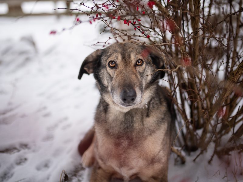 Karinka - niekonfliktowa, delikatna, spokojna sunia