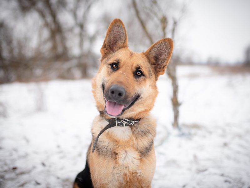Młoda, radosna Mona w typie owczarka szuka domu!