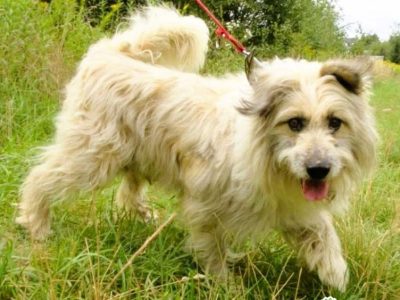 FIL-niewidomy, kochany psiak, nie pozwól mu wrócić za kraty!