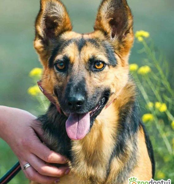 NIKA - cudowna, wrażliwa sunia szuka super domu