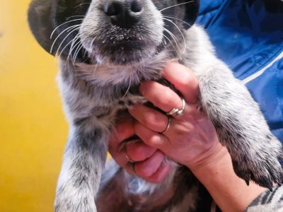 ZOSIA I TOSIA - 5 miesięczne szczeniaczk za kratami, ADOPTUJ