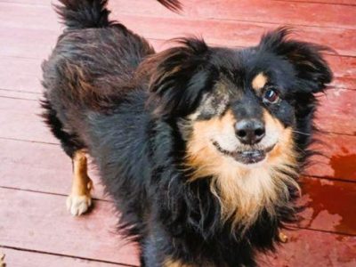 KRUCZEK - porzucony, niechciany psiak błaga o najlepszy dom