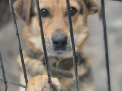 BETI - fantastyczna sunia szuka najlepszego domu