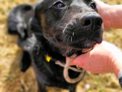 JAGÓDKA - mini labradorka szuka super domu