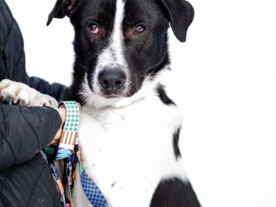 Apollo - młody, łagodny, wesoły psiak o wielkim sercu