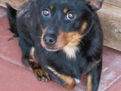 ZORRO - niewielki psiak w typie pinczera szuka domu