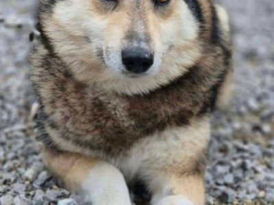 TAJGA - piękna, łagodna sunia szuka domu