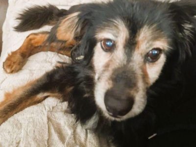 DZIADZIO - nie chce wracać do schroniska, ADOPTUJ!