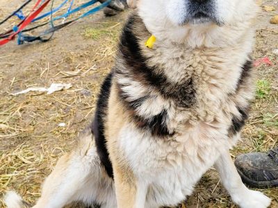 SZOGUN - spokojny, kochany psiak szuka dobrego domu