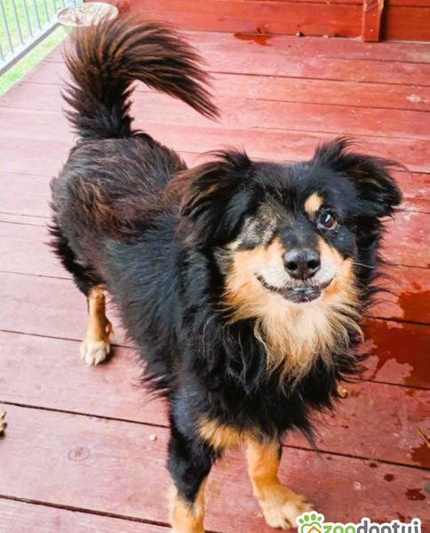 KRUCZEK - porzucony, niechciany psiak błaga o najlepszy dom