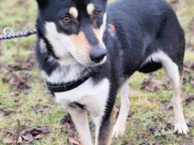 VIVA - mądra łagodna sunia szuka dobrego domu