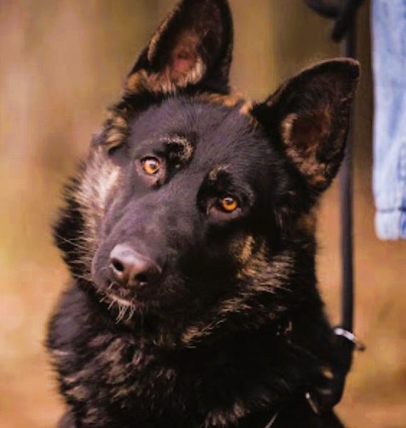 NERO - 9 miesięczny, piękny owczarek szuka najlepszego domu