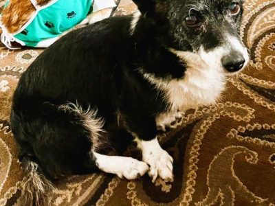 KULKA - kochana, mała sunia szuka pilnie domu