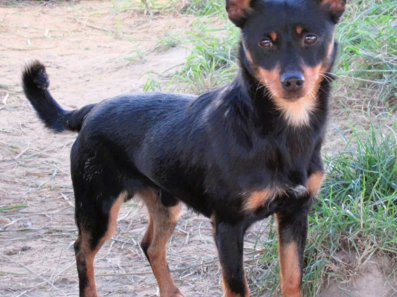 ZORRO - niewielki psiak w typie pinczera szuka domu