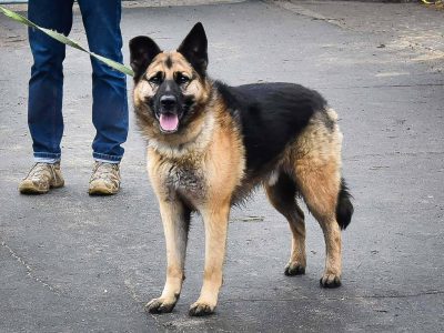 Aktywny starszy psiak Maxym