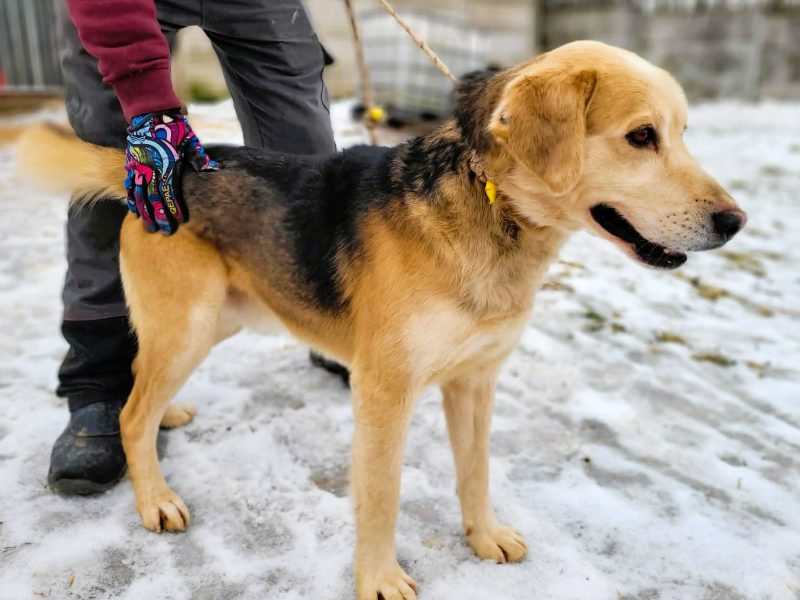 BENIO - cudowny siak, którego nikt nie chce... ADOPTUJ