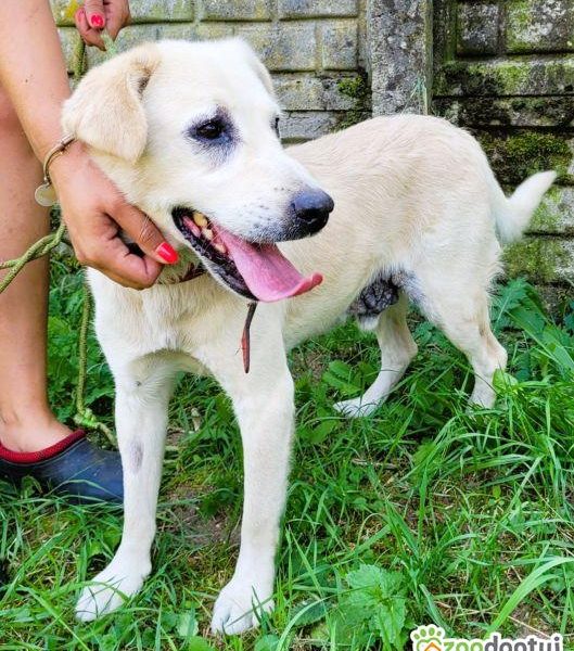BORYSEK - kochany psiak szuka domu na jesień życia