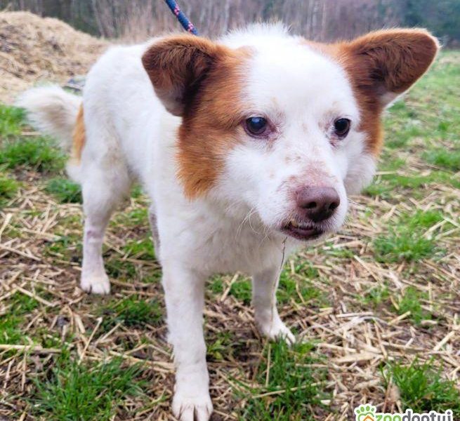 MIESZKO - niewielki, delikatny psiak szuka domu