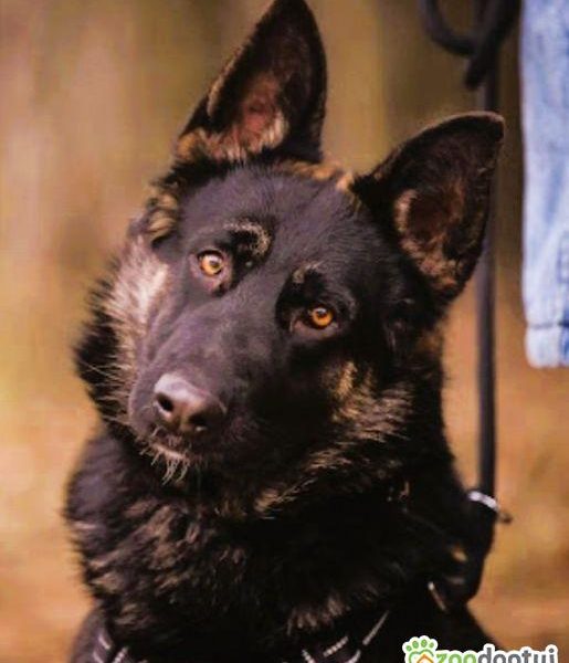 NERO - 9 miesięczny, piękny owczarek szuka najlepszego domu