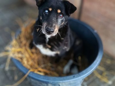 Babunia Perełka szuka swojego wymarzonego domu!