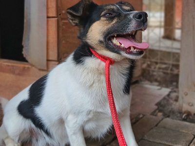 Maleńka Suzi szuka odpowiedzialnego domu!