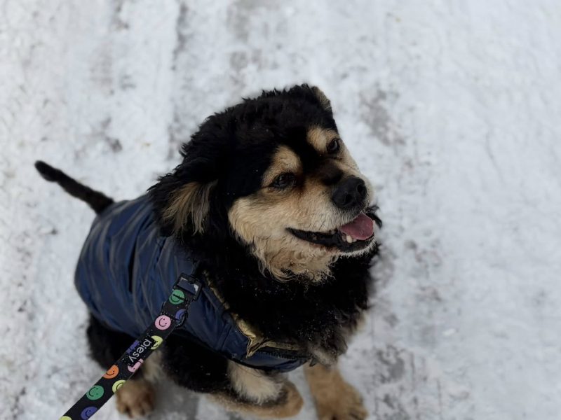 Banan - cudowny psiak uratowany z łańcucha