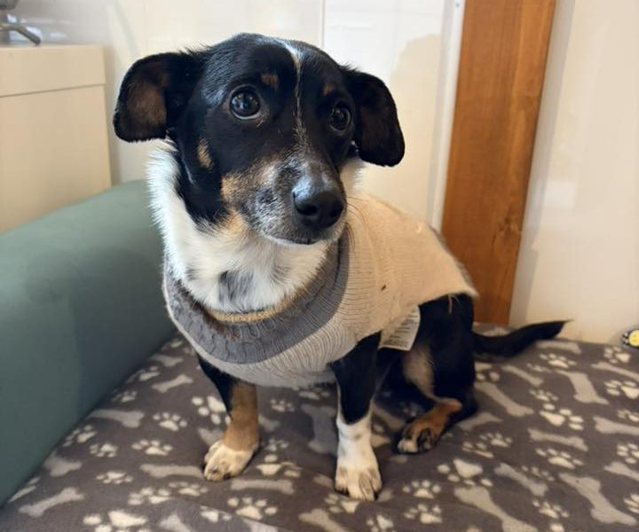 Nakolankowa Pusia, rozkoszna, domowa sunia!