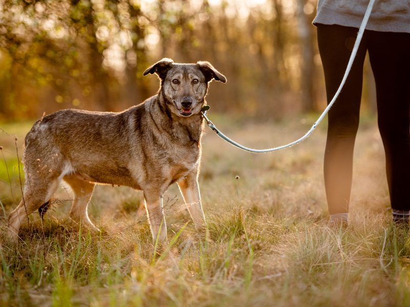 Karinka - niekonfliktowa, delikatna, spokojna sunia