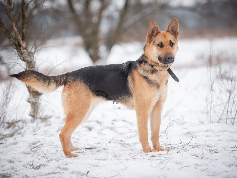 Młoda, radosna Mona w typie owczarka szuka domu!
