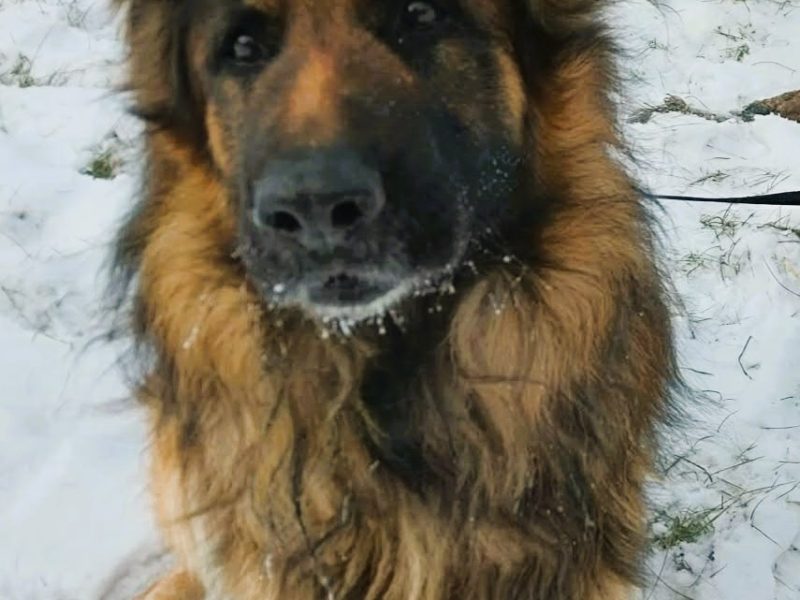RAMBO - piękny owczarek niemiecki szuka domu