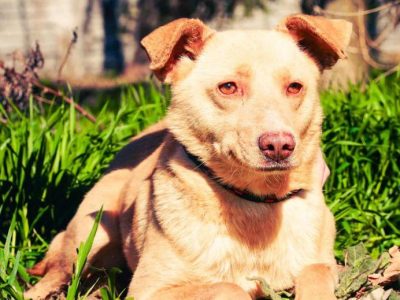 KARMEL - porzucony, kochany psiak szuka domu