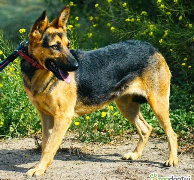 NIKA - cudowna, wrażliwa sunia szuka super domu