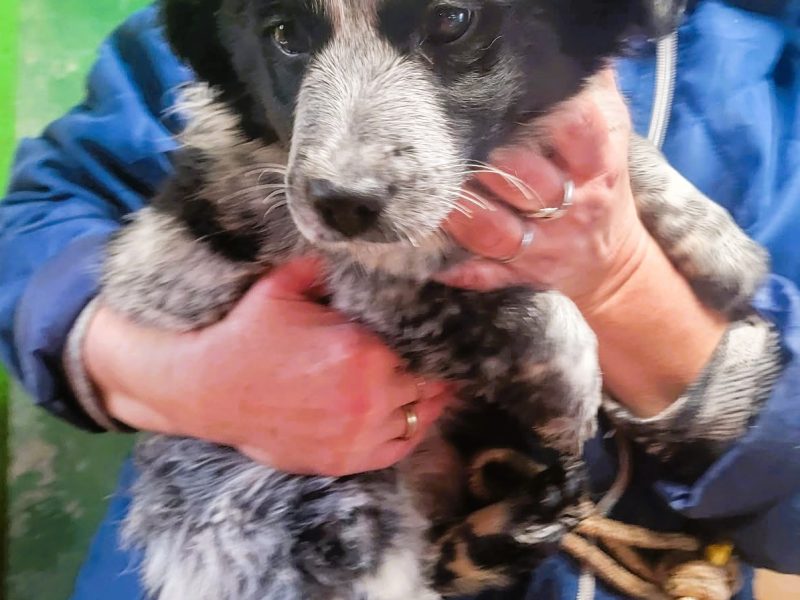 ZOSIA I TOSIA - 5 miesięczne szczeniaczk za kratami, ADOPTUJ