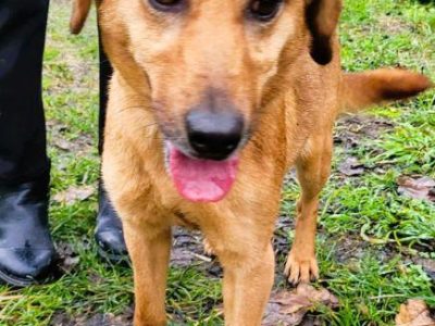 LIPKA - super wesoła, kochana sunia do adopcji